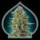 AUTO NORTHERN LIGHT * 00SEEDS 5 SEMI FEM