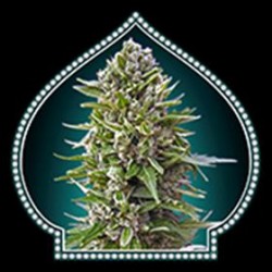 AUTO NORTHERN LIGHT * 00SEEDS 5 SEMI FEM