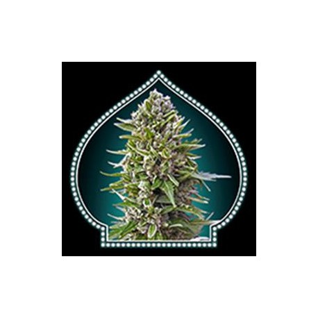 AUTO NORTHERN LIGHT * 00SEEDS 5 SEMI FEM