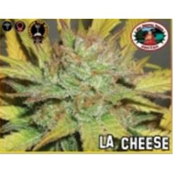 L.A.CHEESE * BIG BUDDHA 5 SEMI FEM 