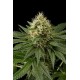 DINACHEM * DINAFEM SEEDS 10 SEMI FEM