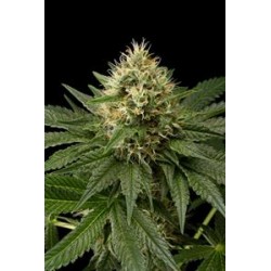 DINACHEM * DINAFEM SEEDS 10 SEMI FEM