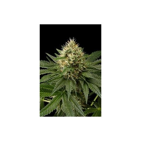 DINACHEM * DINAFEM SEEDS 10 SEMI FEM