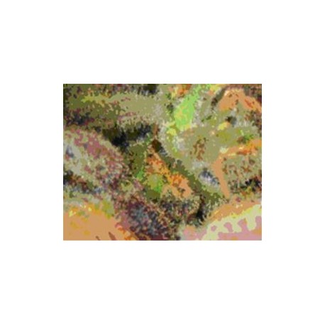 AUTO CRITICAL * CBD SEEDS 1 SEME FEM