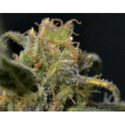 AUTO NORTHERN * CBD SEEDS 1 SEME FEM