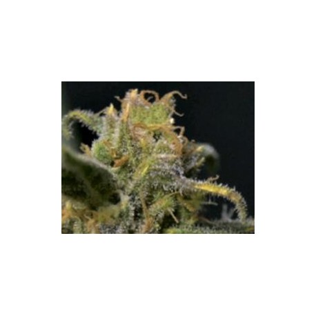 AUTO NORTHERN * CBD SEEDS 1 SEME FEM