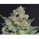 CHEESE * CBD SEEDS 1 SEME FEM