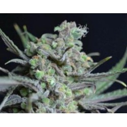 CRITICAL * CBD SEEDS 1 SEME FEM 