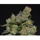 DIESEL * CBD SEEDS 1 SEME FEM 