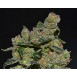 DIESEL * CBD SEEDS 1 SEME FEM 