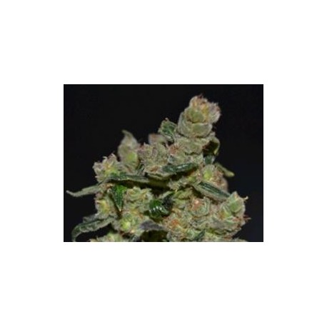 DIESEL * CBD SEEDS 1 SEME FEM 