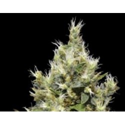 NORTHERN * CBD SEEDS 1 SEME FEM