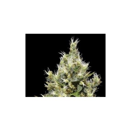 NORTHERN * CBD SEEDS 1 SEME FEM