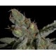 SHARK * CBD SEEDS 1 SEME FEM 