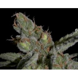 SHARK * CBD SEEDS 1 SEME FEM 