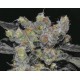 ZEN * CBD SEEDS 1 SEME FEM 