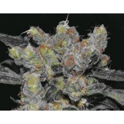 ZEN * CBD SEEDS 1 SEME FEM 