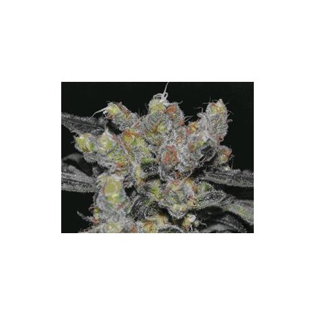 ZEN * CBD SEEDS 1 SEME FEM 