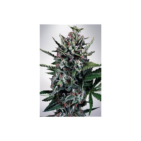 AUTO SILVER BULLET * MINISTRY SEEDS 2 SEMI FEM 