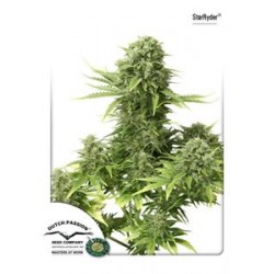 STARRYDER ® * DUTCH PASSION FEMINIZED 3 SEMI