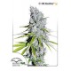 CBD SKUNK HAZE® * DUTCH PASSION 10 SEMI FEM