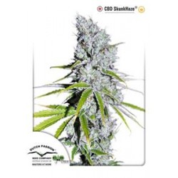 CBD SKUNK HAZE® * DUTCH PASSION 10 SEMI FEM