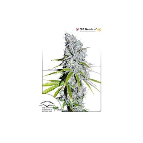 CBD SKUNK HAZE® * DUTCH PASSION 10 SEMI FEM