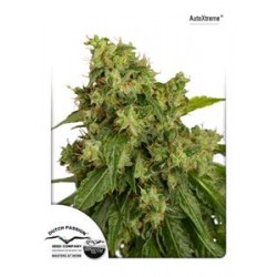 AUTOXTREME * DUTCH PASSION FEMINIZED 7 SEMI FEM