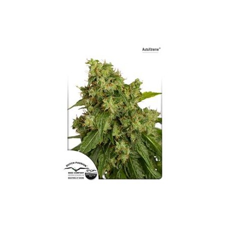 AUTOXTREME * DUTCH PASSION FEMINIZED 7 SEMI FEM