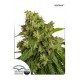 AUTOXTREME * DUTCH PASSION FEMINIZED 3 SEMI FEM