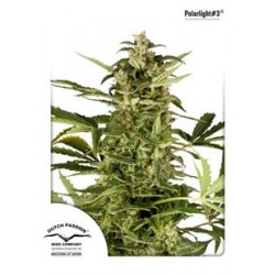 POLARLIGHT #3 ® AUTO* DUTCH PASSION FEMINIZED 7 SEMI