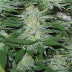 BIG BUD * HOMEGROWN FANTASEEDS 5 SEMI REG 