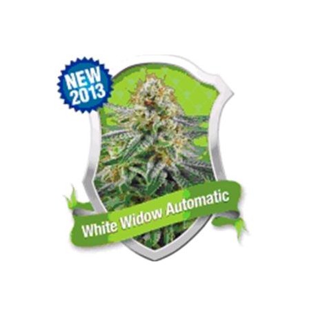 WHITE WIDOW AUTOMATIC * ROYAL QUEEN SEEDS 3 SEMI FEM 