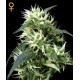 SWEET MANGO AUTO * GREEN HOUSE FEMINIZED 10 SEMI