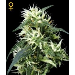 SWEET MANGO AUTO * GREEN HOUSE FEMINIZED 10 SEMI