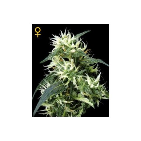 SWEET MANGO AUTO * GREEN HOUSE FEMINIZED 10 SEMI