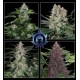 ASSORTED AUTO * BUDDHA SEEDS 1 SEME FEM 