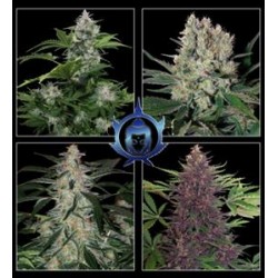 ASSORTED AUTO * BUDDHA SEEDS 1 SEME FEM 