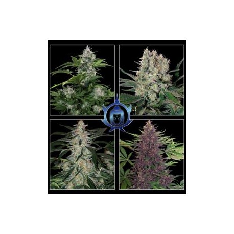 ASSORTED AUTO * BUDDHA SEEDS 1 SEME FEM 