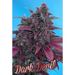 AUTO DARK DEVIL * SWEET SEEDS RED FAMILY FEMINIZED 3 SEMI 