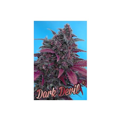 AUTO DARK DEVIL * SWEET SEEDS RED FAMILY FEMINIZED 3 SEMI 