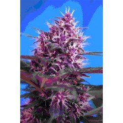 AUTO RED POISON * SWEET SEEDS RED FAMILY FEMINIZED 3 SEMI 