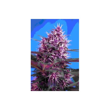 AUTO RED POISON * SWEET SEEDS RED FAMILY FEMINIZED 3 SEMI 