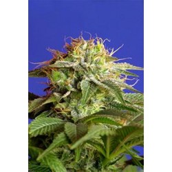 GREEN POISON FAST VERSION * SWEET SEEDS FEMINIZED 3 SEMI 