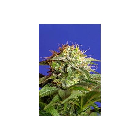 GREEN POISON FAST VERSION * SWEET SEEDS FEMINIZED 3 SEMI 