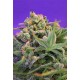 SWEET CHEESE F1 FAST VERSION* SWEET SEEDS FEMINIZED 3 SEMI 