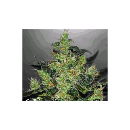 CRITICAL JACK HERER AUTO* DELICIOUS SEEDS 3 SEMI FEM