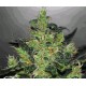 CRITICAL JACK HERER AUTO* DELICIOUS SEEDS 10 SEMI FEM