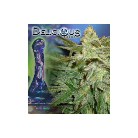 LA FRUTTA DI VENUS * DELICIOUS SEEDS AUTOMATIC 1 SEME FEM