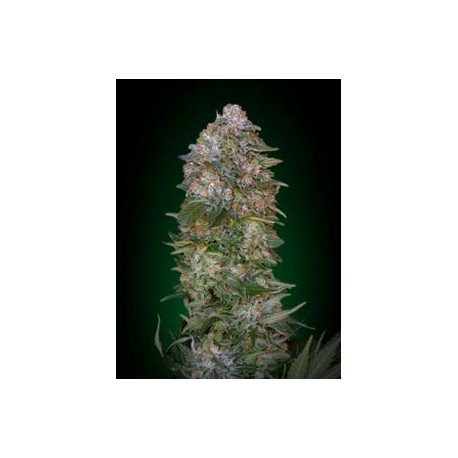 CRITICAL SOMA * ADVANCED SEEDS 3 SEMI FEM